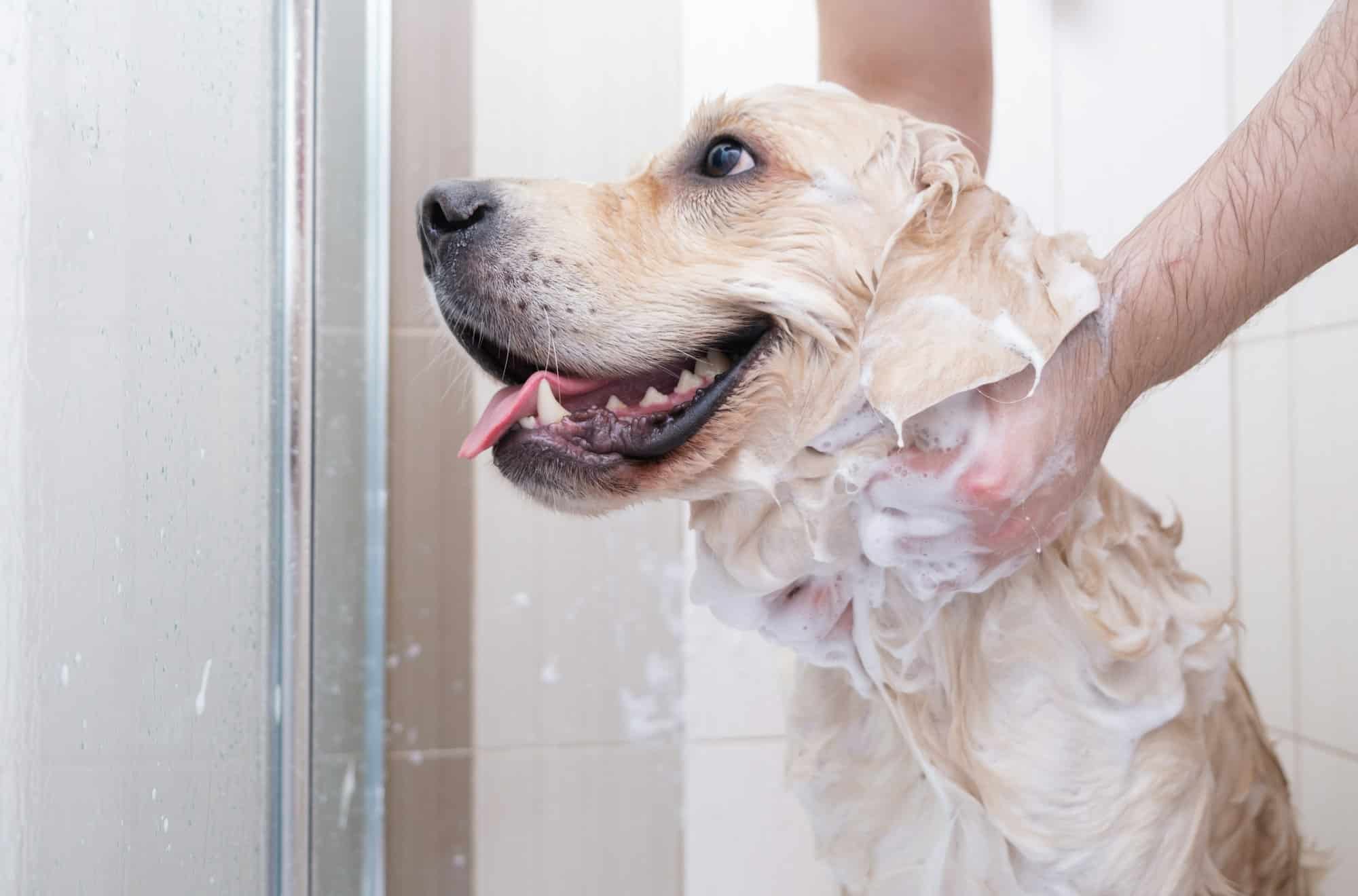 The dog takes a shower with shampoo.