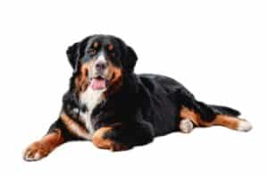 Bernese mountain dog lies