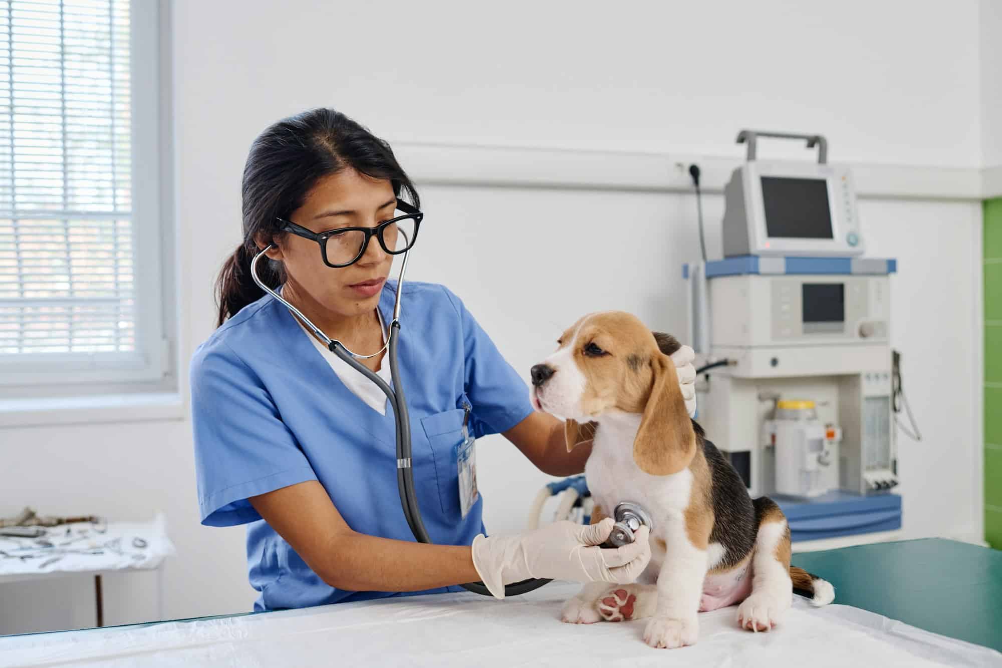 Modern Vet Using Stethoscope