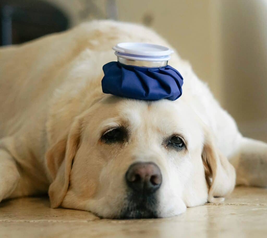 Sick dog with an ice pack on his head