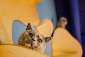 tips de cuidado para gatos