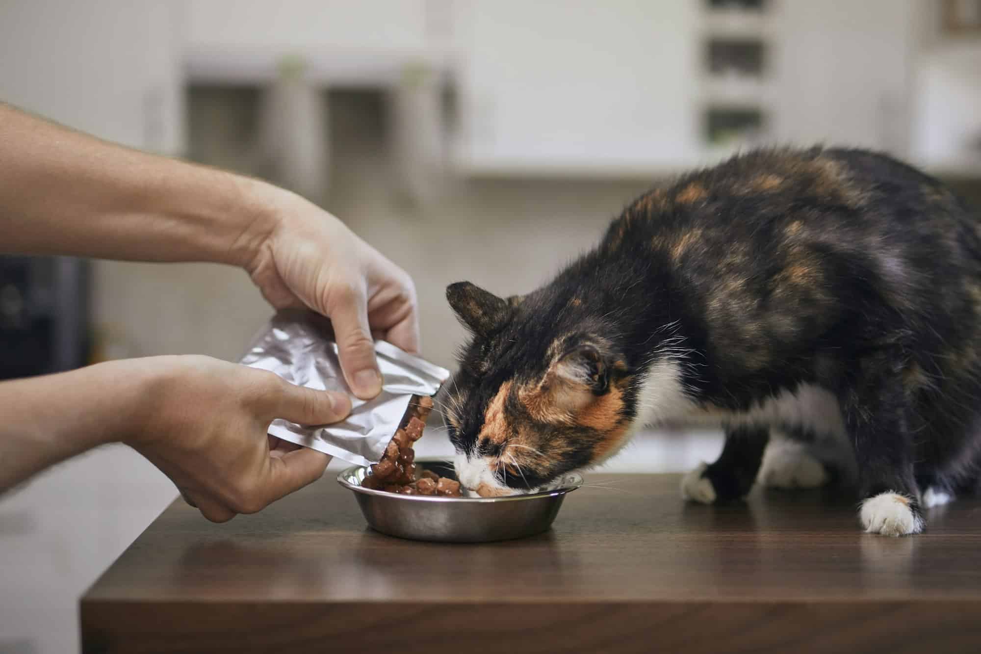 Cuál es la mejor marca de alimento para gatos