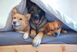 Dónde Comprar Accesorios para Perros