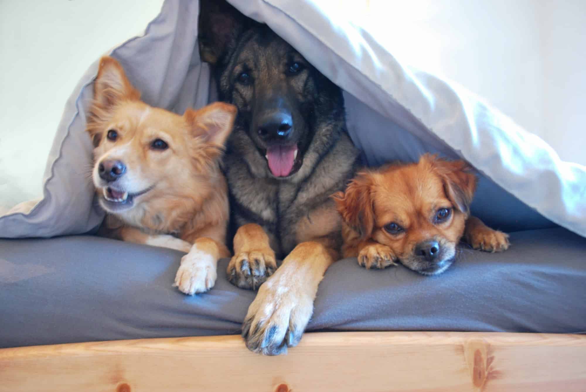 Dónde Comprar Accesorios para Perros
