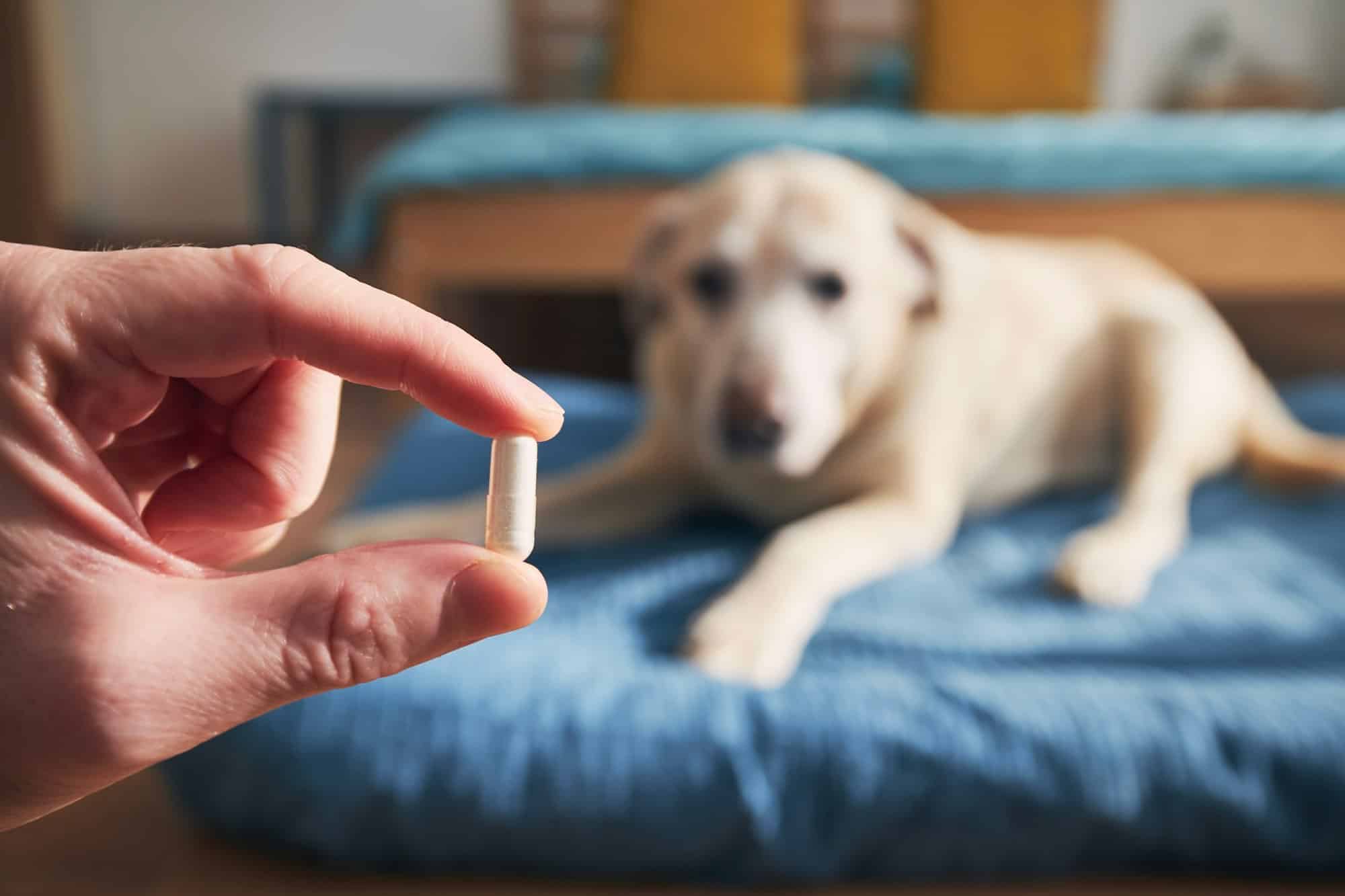 Man is holding in hand pill for ill dog. Pet owner giving medicine to his old labrador retriever.