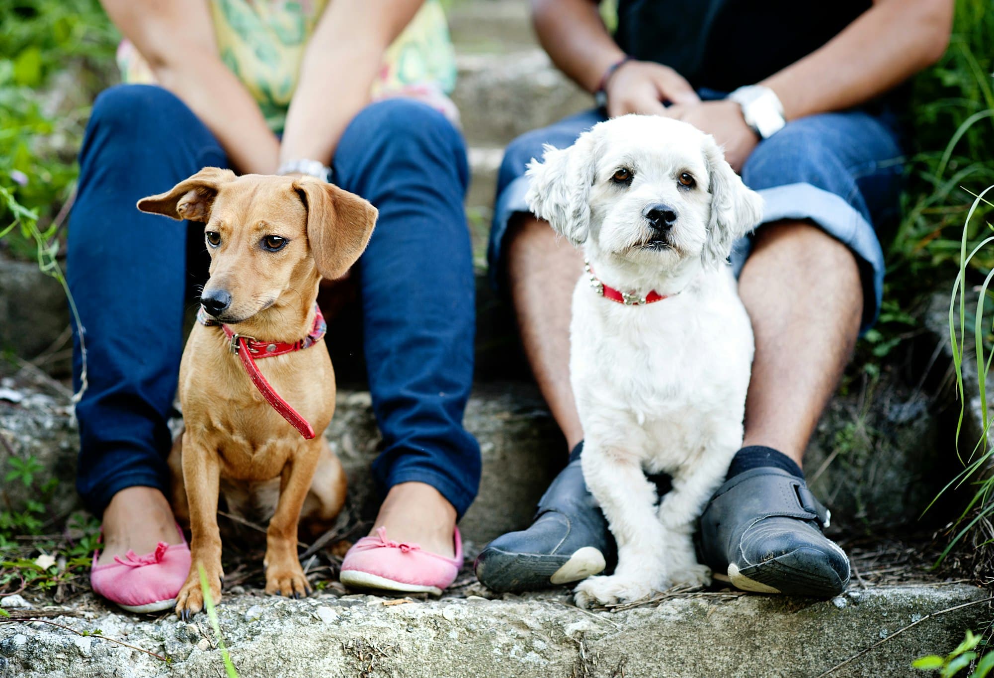 Young couple with dogs