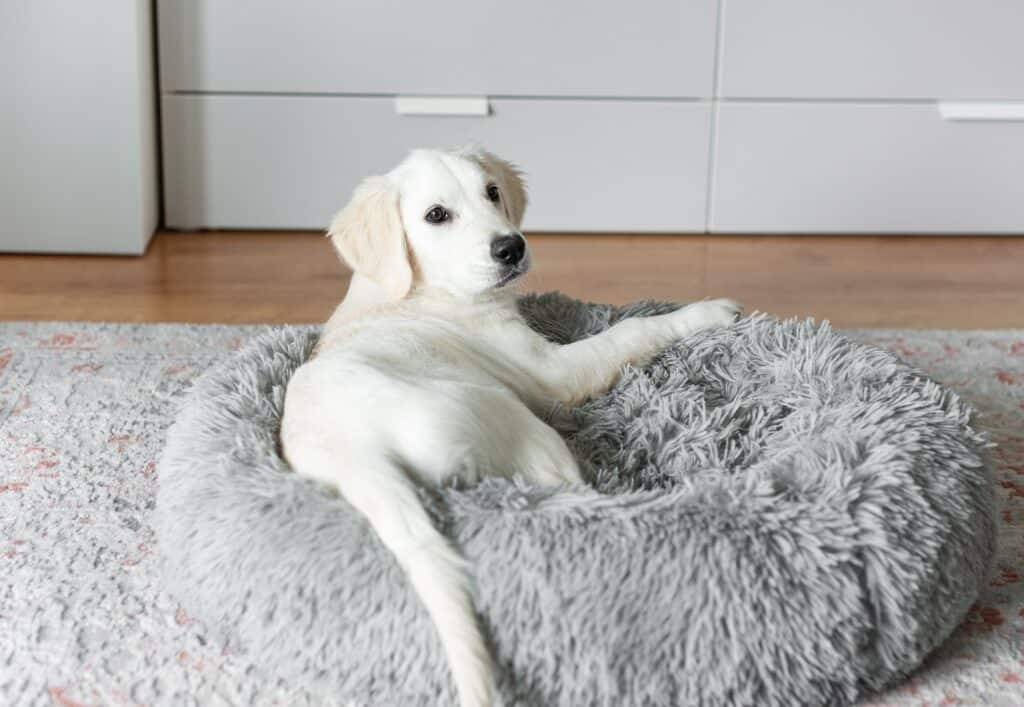 A puppy of a golden retriever is resting in a dog bed.