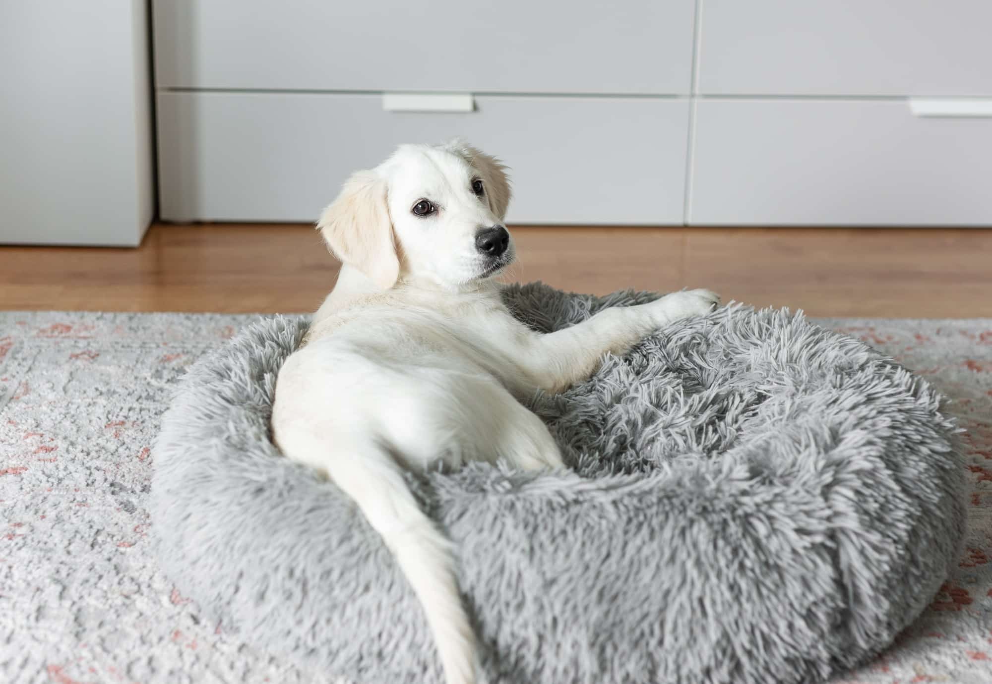 A puppy of a golden retriever is resting in a dog bed.