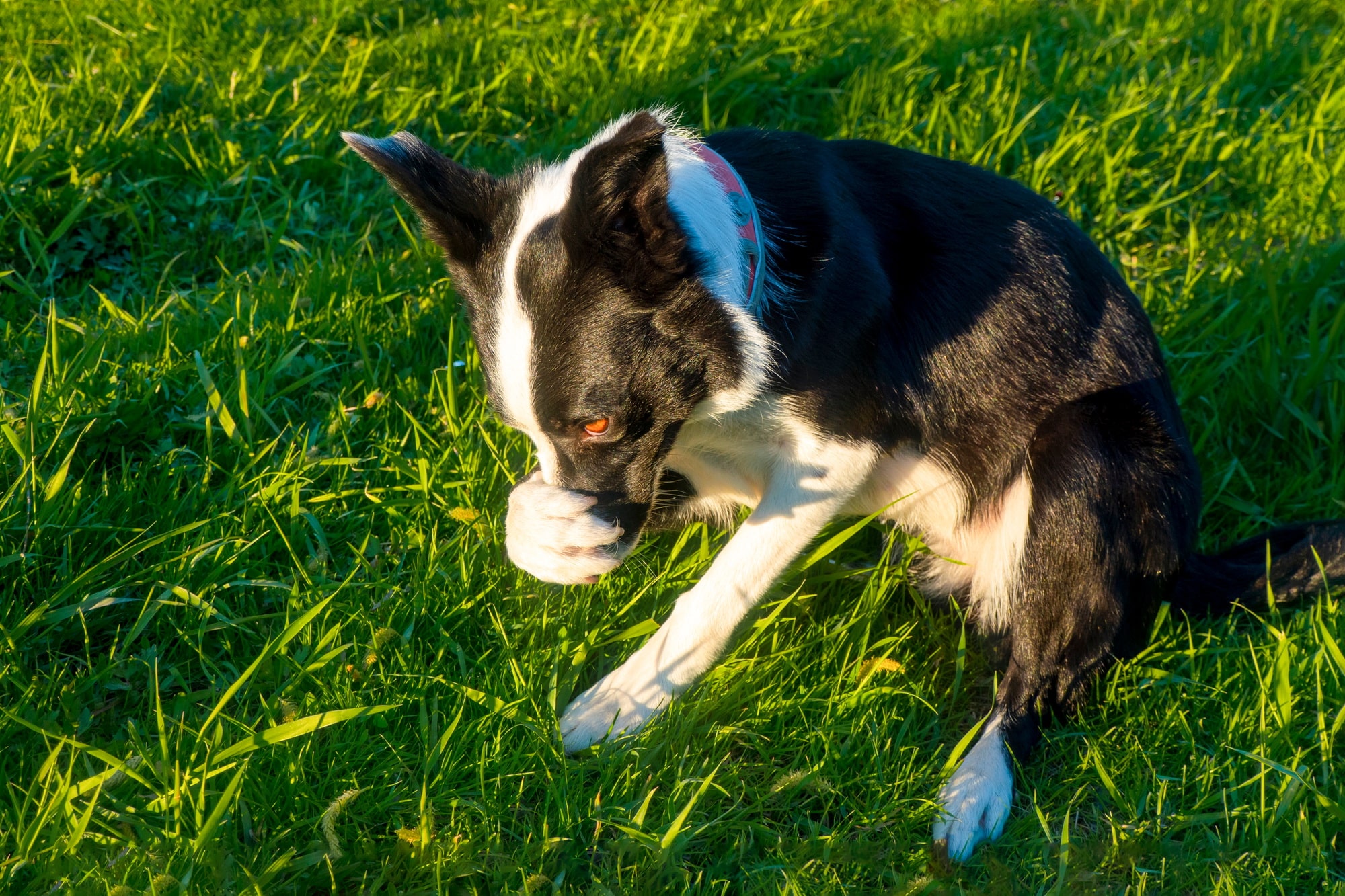 the dog hides his muzzle with his paw