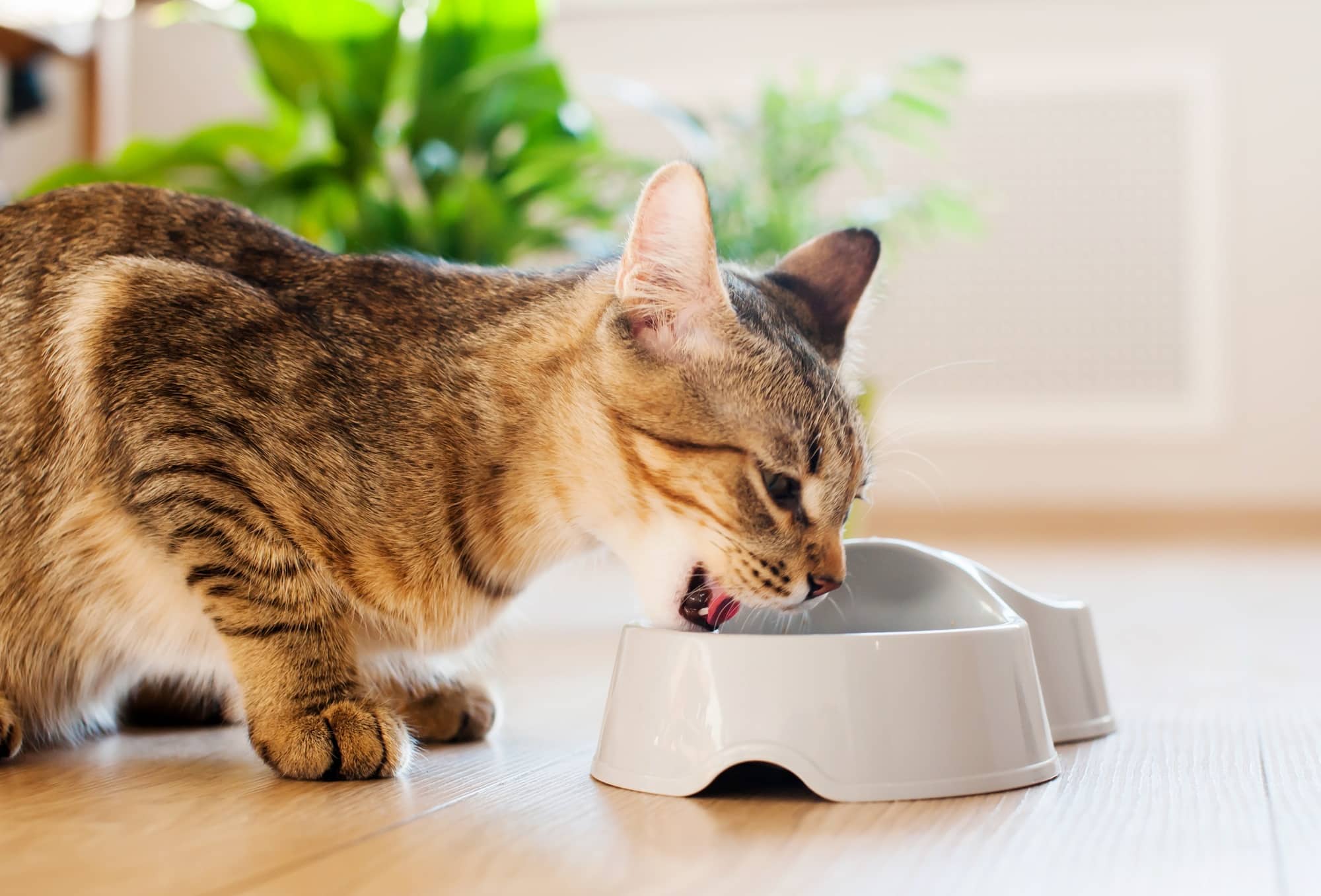 cat eats food at home on a wooden floor against the background of green plants