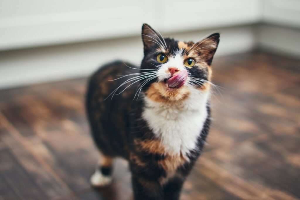 Hungry cat at home kitchen