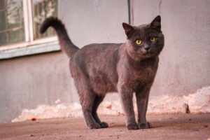 Cute groomed street cat looking at the camera