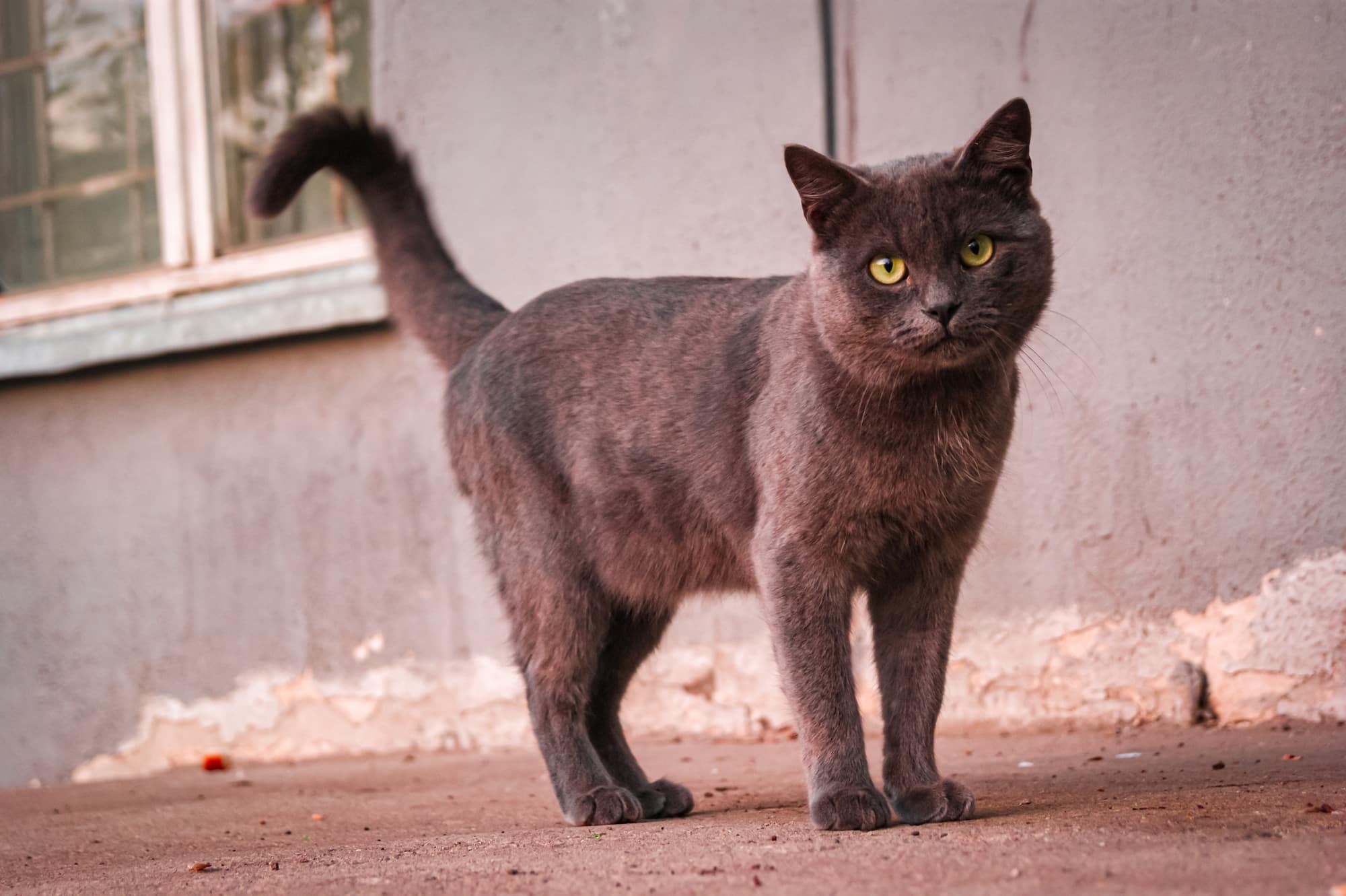 Cute groomed street cat looking at the camera